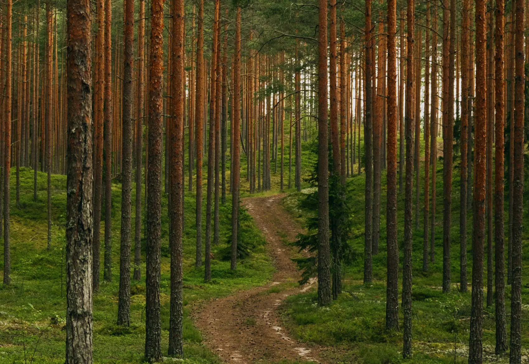 Millesker OY - Forest